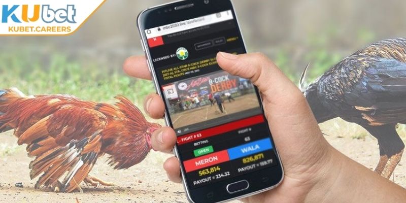 Giới thiệu sơ lược về sảnh đá gà 4K Kubet