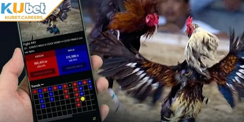 Phân tích dữ liệu đá gà trận trước và lịch sử tỷ lệ kèo