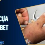 Đá Gà Cựa Dao Kubet - Trải Nghiệm Giải Trí Đỉnh Cao