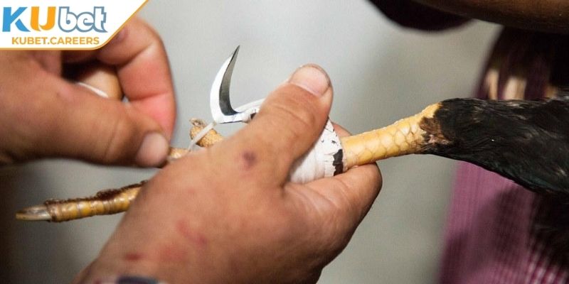 Cách phân định thắng thua của trận đấu cựa dao