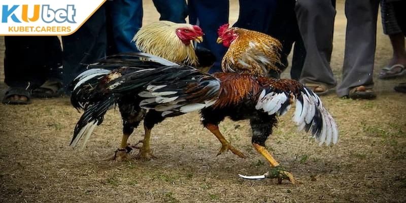 Luật chơi cơ bản khi tham gia đá gà cựa dao Kubet