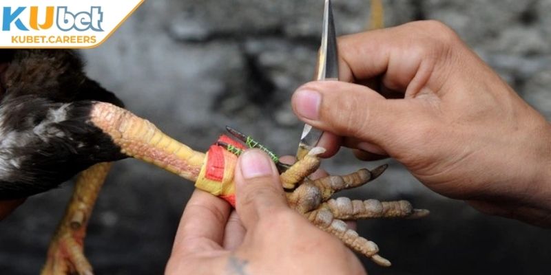 Lý do không nên bỏ qua đá gà cựa dao Kubet