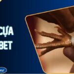 Đá Gà Cựa Sắt Kubet - Sảnh Đấu Kịch Tính Và Hấp Dẫn