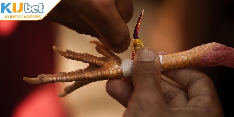 Cách thức hoạt động cơ bản tại đá gà cựa sắt Kubet