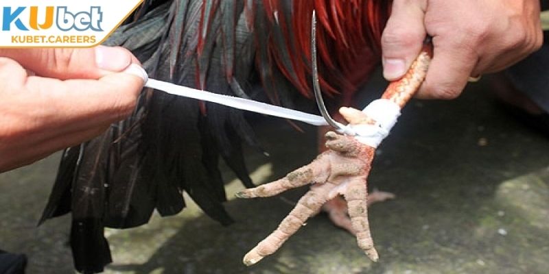 Lý do đá gà cựa sắt Kubet được đánh giá cao