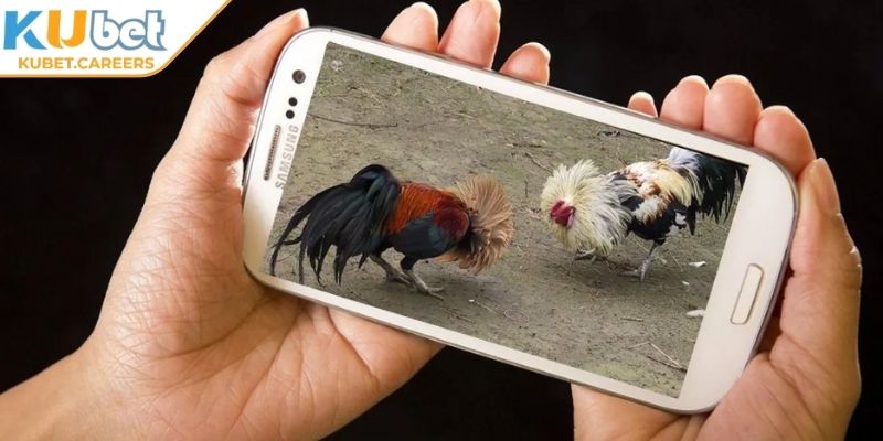 Giới thiệu sơ lược về đá gà Thomo Kubet