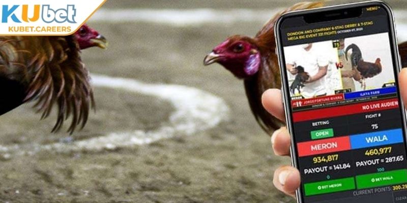 Hệ thống kèo cược tại sảnh Thomo phong phú, cập nhật nhanh