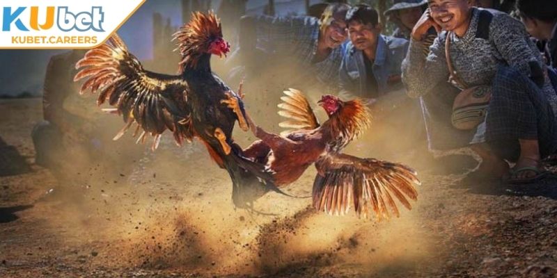 Mẹo chọn chiến kê trong đá gà Thomo Kubet