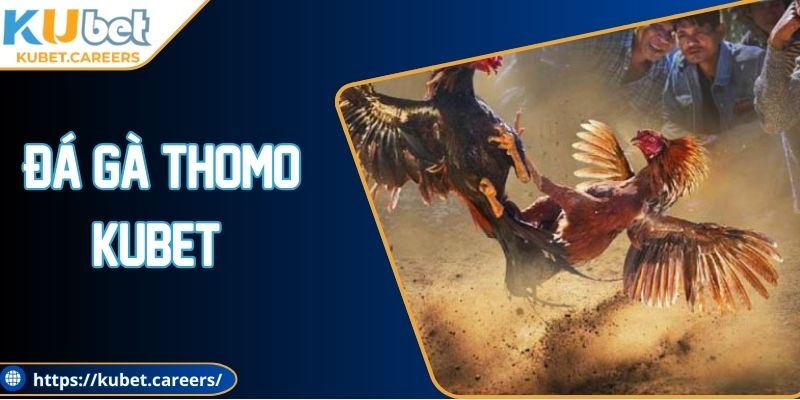Đá Gà Thomo Kubet - Cá Cược Dễ Thắng, Xem Cực Đã