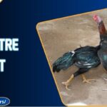 Đá Gà Tre Kubet - Trận Đấu Nhỏ, Kịch Tính Lớn Từng Giây