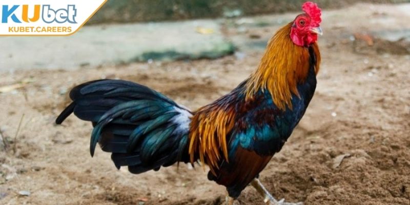 Cách phân định thắng thua