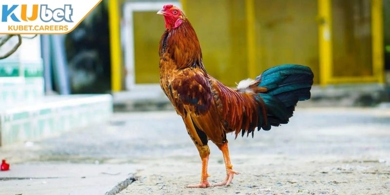 Giới thiệu sơ lược về đá gà tre Kubet