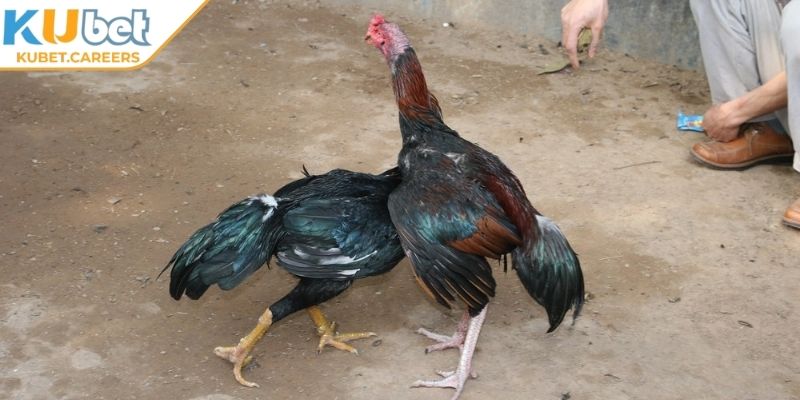 Mẹo để chọn chiến kê chuẩn trong đá gà tre Kubet