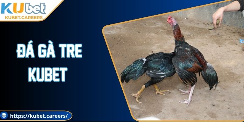 Đá Gà Tre Kubet - Trận Đấu Nhỏ, Kịch Tính Lớn Từng Giây