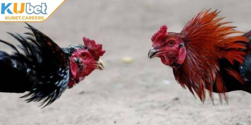 Mẹo tối ưu khi bạn tham gia đá gà trực tiếp Kubet